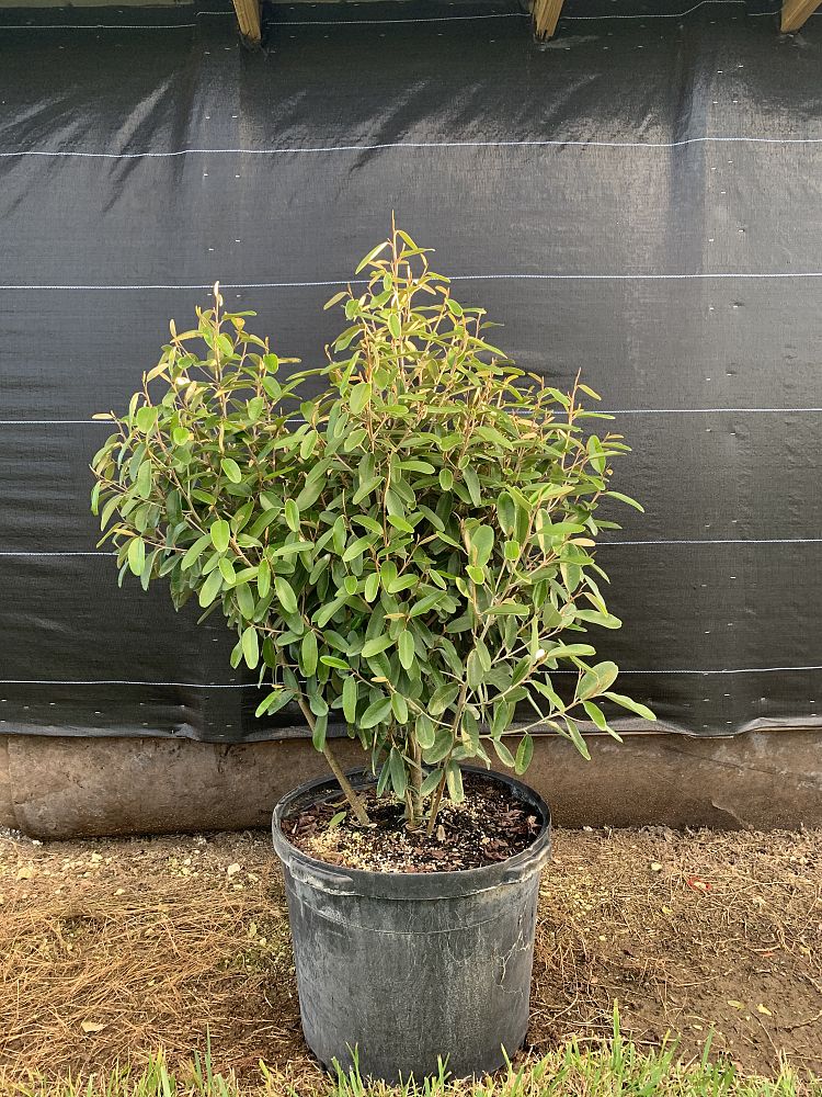 quadrella-jamaicensis-jamaican-caper-capparis-cynophallophora