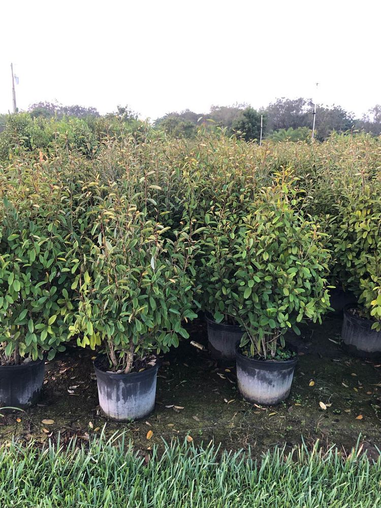 quadrella-jamaicensis-jamaican-caper-capparis-cynophallophora