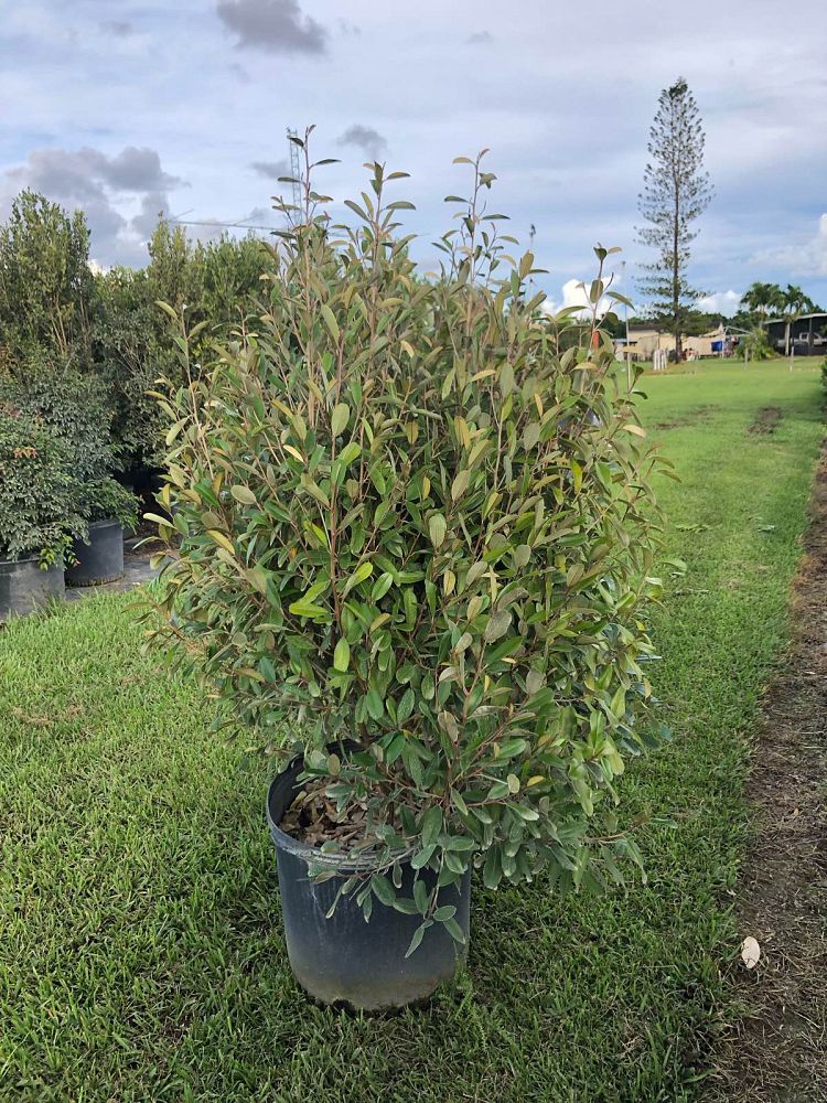 quadrella-jamaicensis-jamaican-caper-capparis-cynophallophora