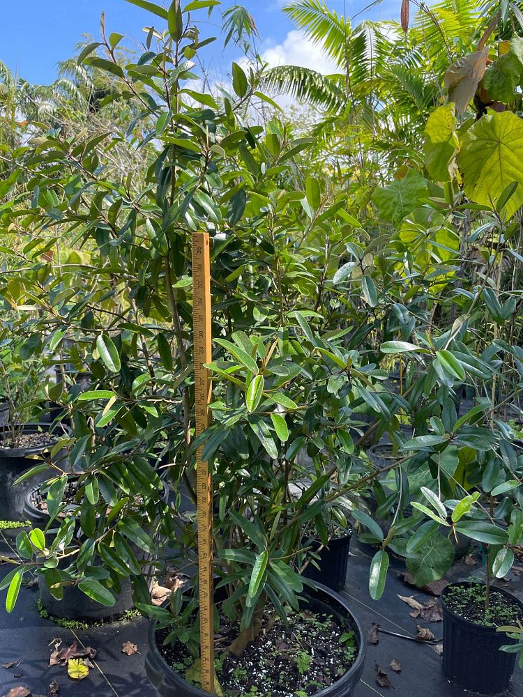 quadrella-jamaicensis-jamaican-caper-capparis-cynophallophora