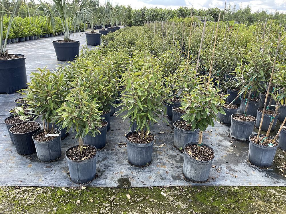 quadrella-jamaicensis-jamaican-caper-capparis-cynophallophora