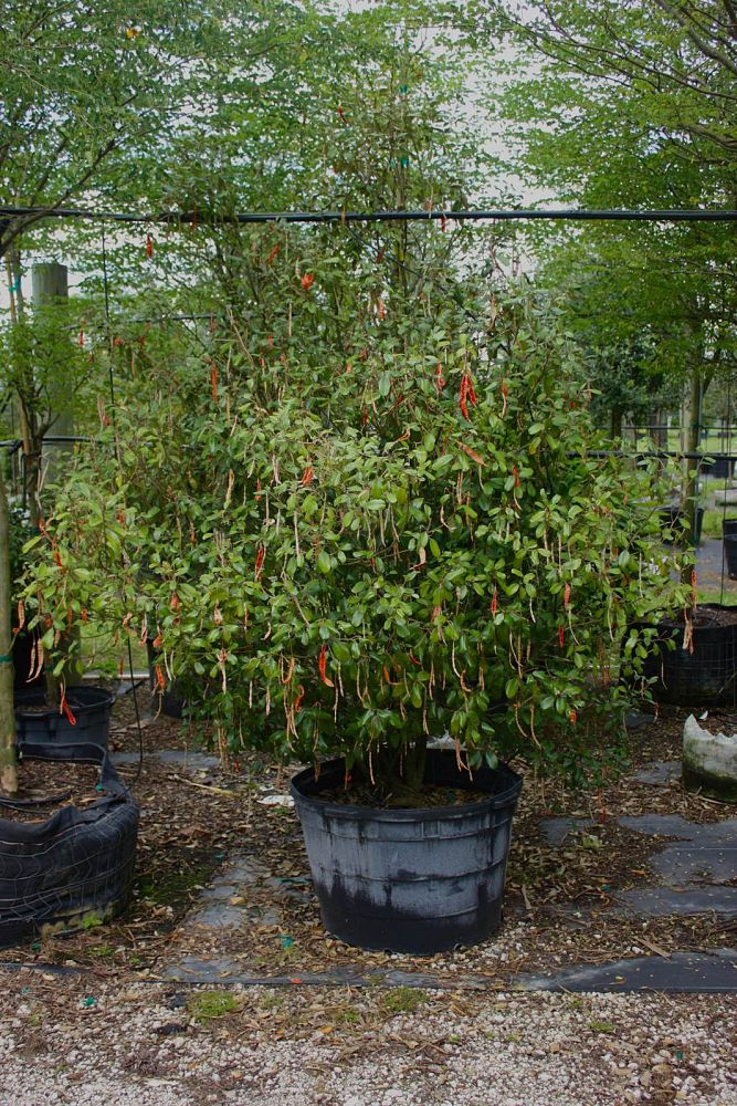 quadrella-jamaicensis-jamaican-caper-capparis-cynophallophora