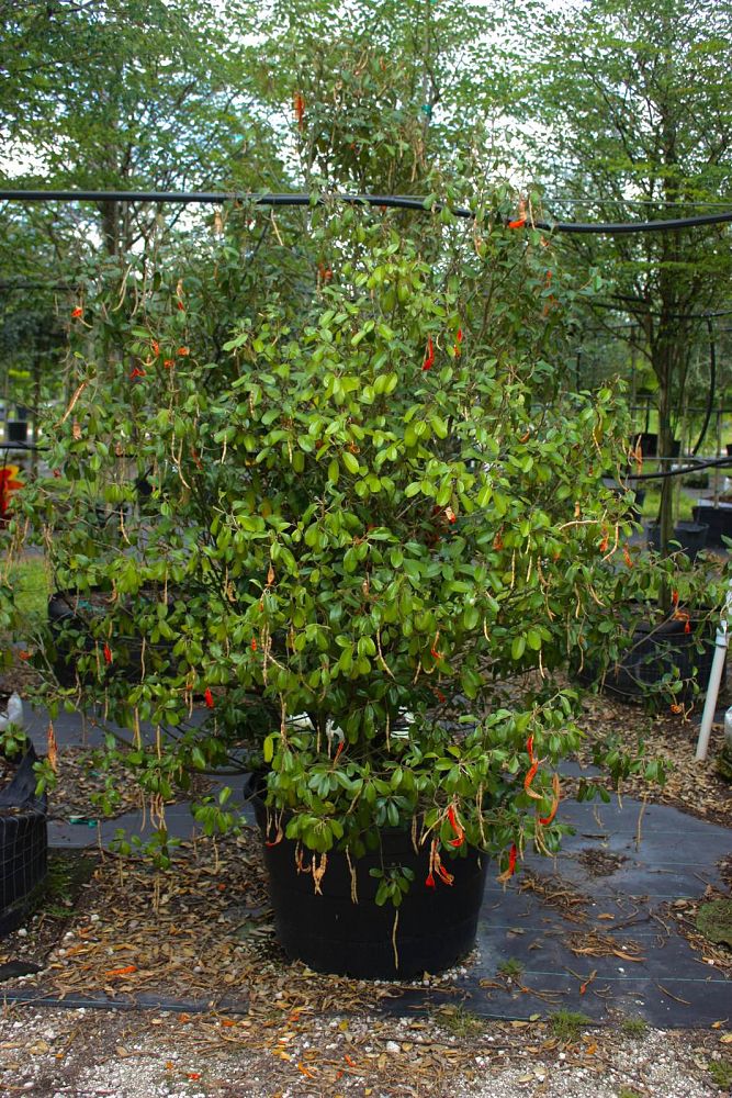 quadrella-jamaicensis-jamaican-caper-capparis-cynophallophora