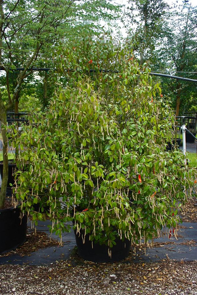 quadrella-jamaicensis-jamaican-caper-capparis-cynophallophora