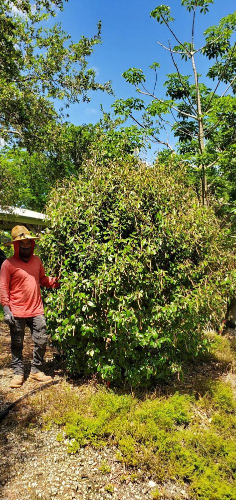 quadrella-jamaicensis-jamaican-caper-capparis-cynophallophora