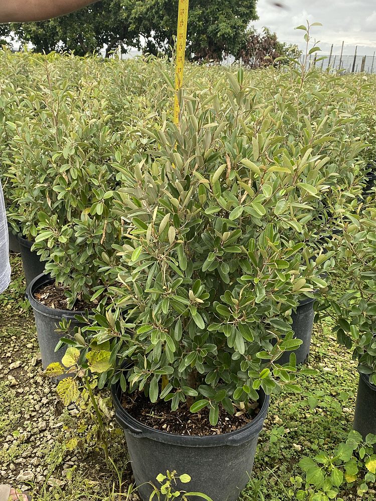 quadrella-jamaicensis-jamaican-caper-capparis-cynophallophora