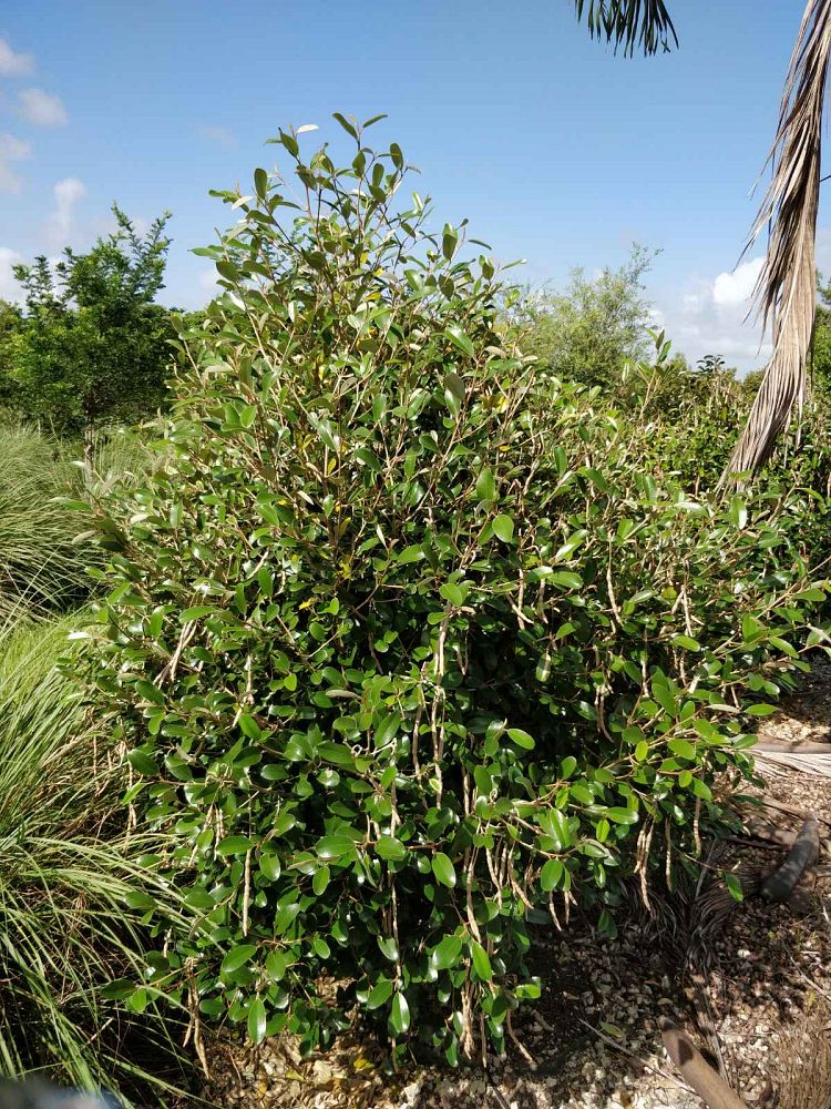 quadrella-jamaicensis-jamaican-caper-capparis-cynophallophora