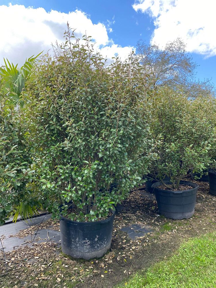quadrella-jamaicensis-jamaican-caper-capparis-cynophallophora
