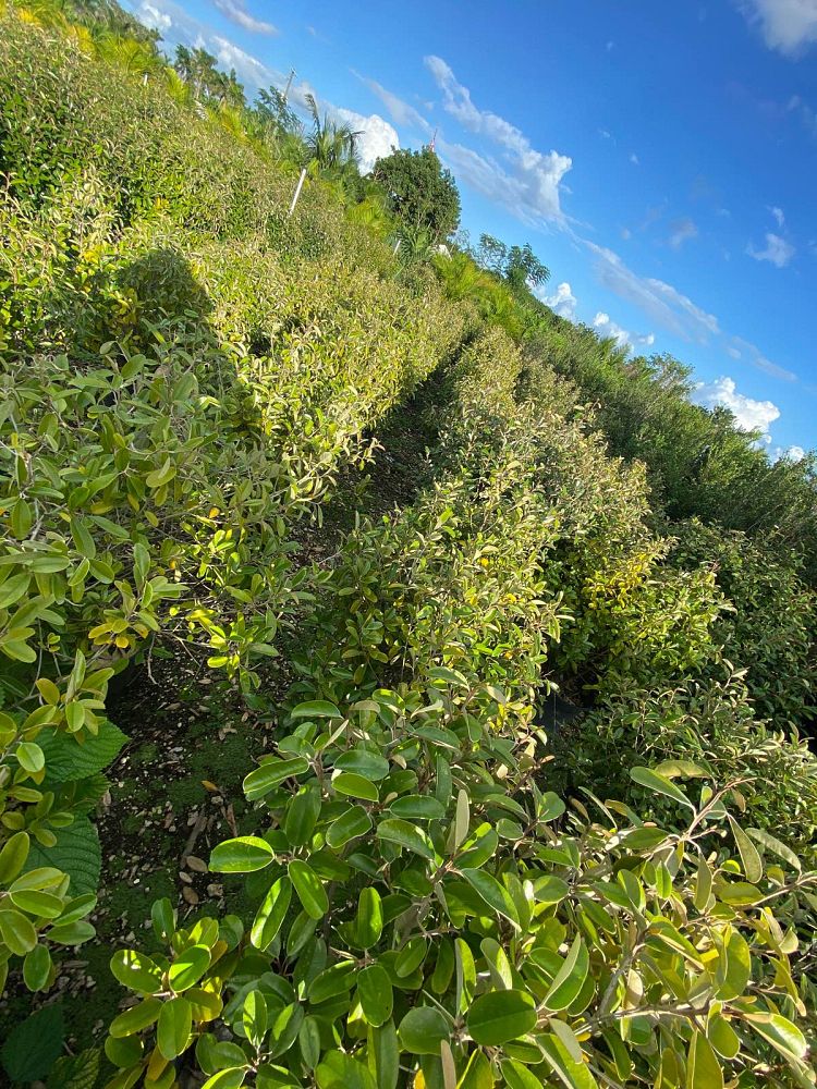quadrella-jamaicensis-jamaican-caper-capparis-cynophallophora