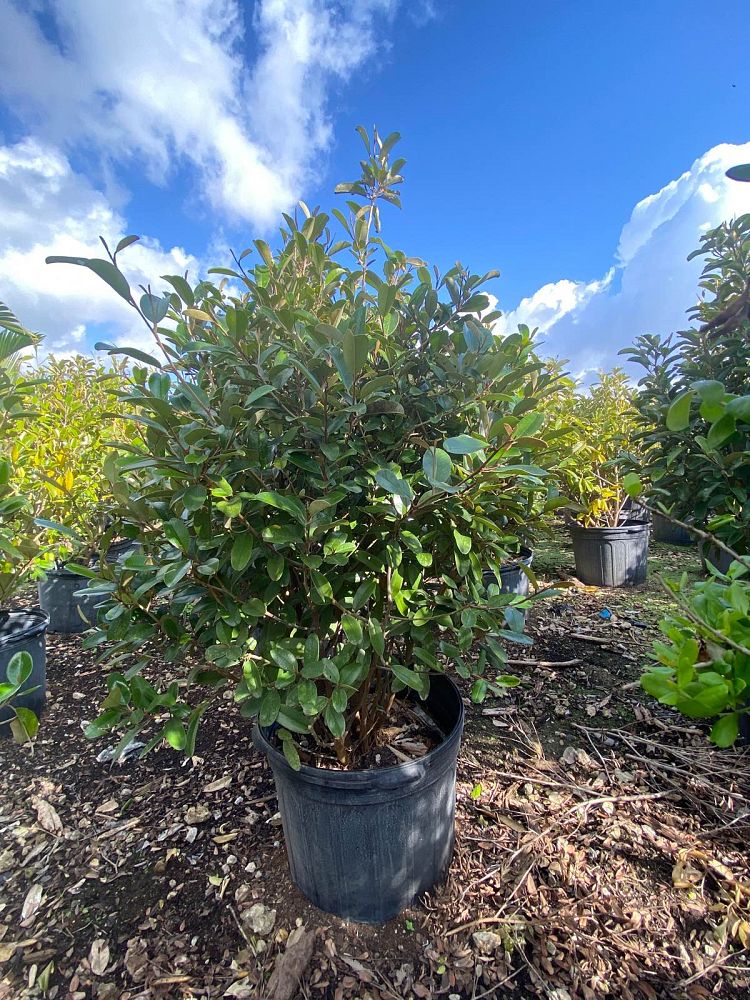 quadrella-jamaicensis-jamaican-caper-capparis-cynophallophora