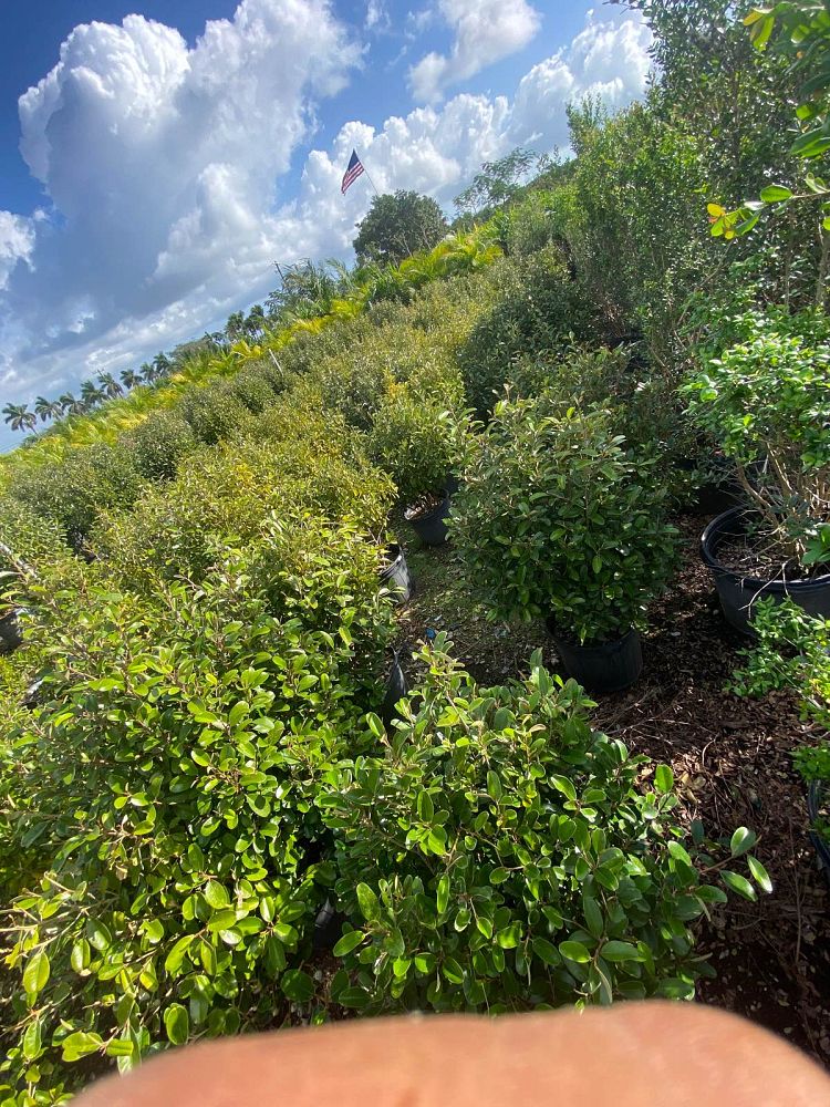 quadrella-jamaicensis-jamaican-caper-capparis-cynophallophora