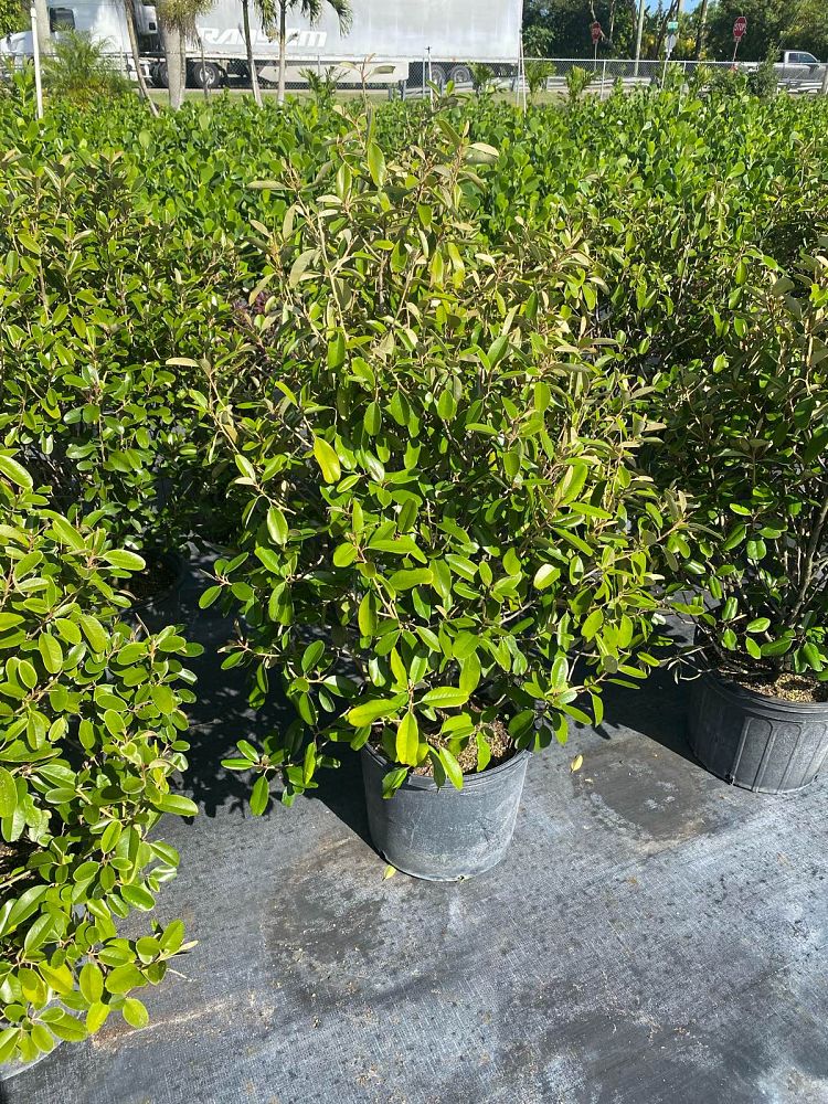 quadrella-jamaicensis-jamaican-caper-capparis-cynophallophora