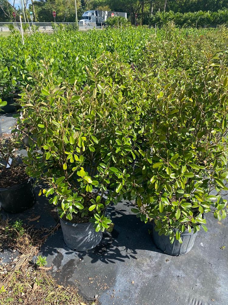 quadrella-jamaicensis-jamaican-caper-capparis-cynophallophora
