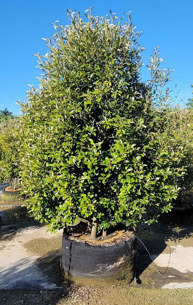 quadrella-jamaicensis-jamaican-caper-capparis-cynophallophora