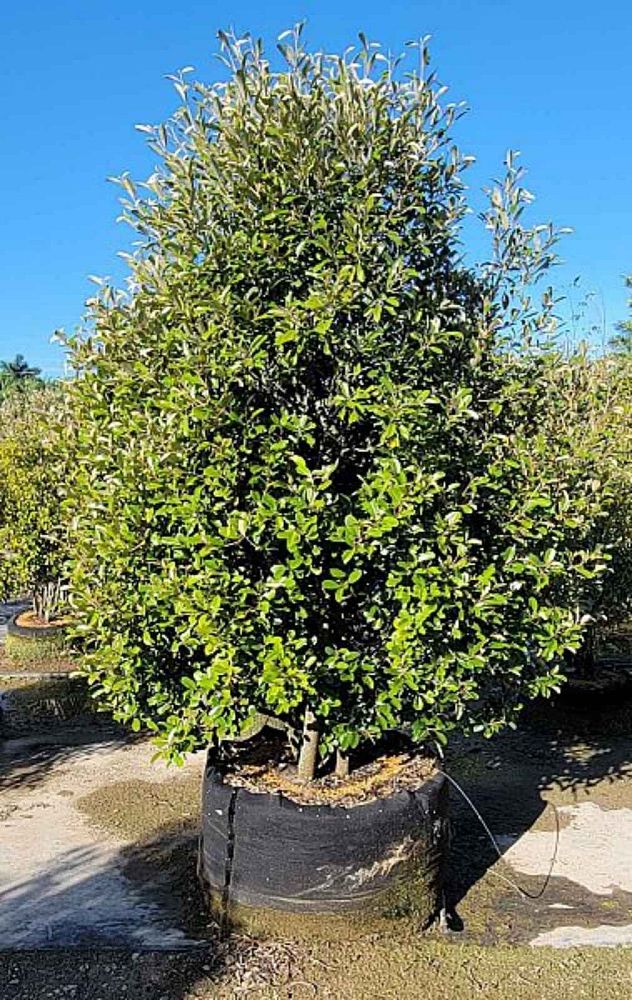 quadrella-jamaicensis-jamaican-caper-capparis-cynophallophora