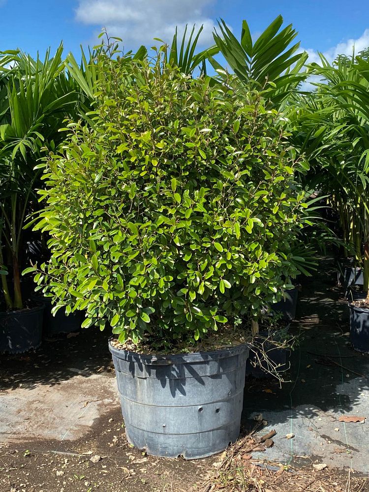 quadrella-jamaicensis-jamaican-caper-capparis-cynophallophora