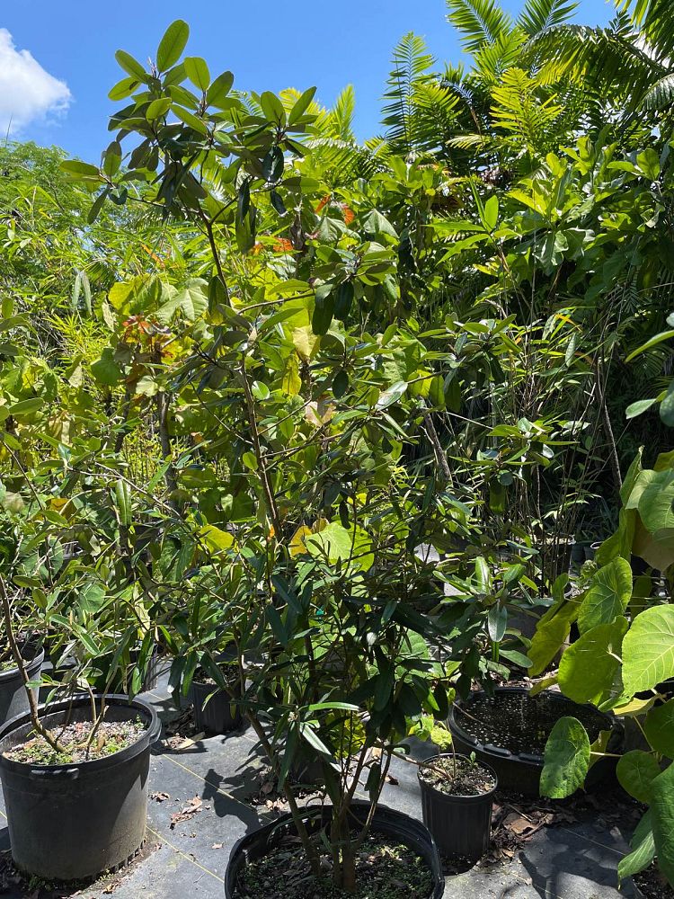 quadrella-jamaicensis-jamaican-caper-capparis-cynophallophora