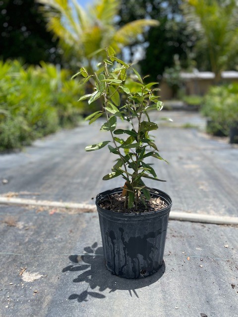 quadrella-jamaicensis-jamaican-caper-capparis-cynophallophora