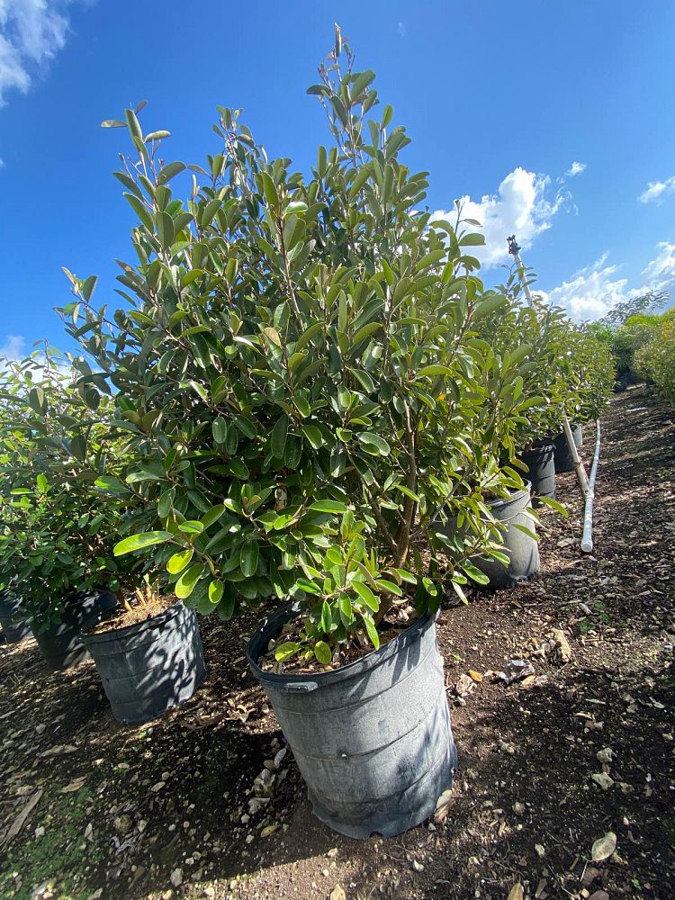 quadrella-jamaicensis-jamaican-caper-capparis-cynophallophora