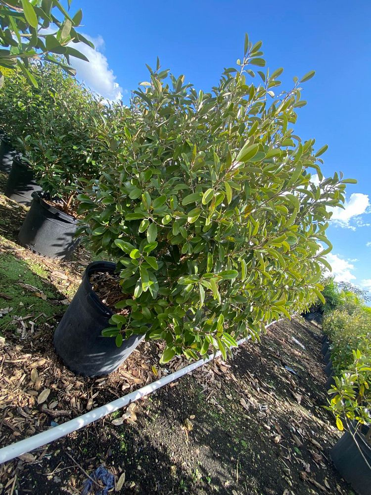 quadrella-jamaicensis-jamaican-caper-capparis-cynophallophora