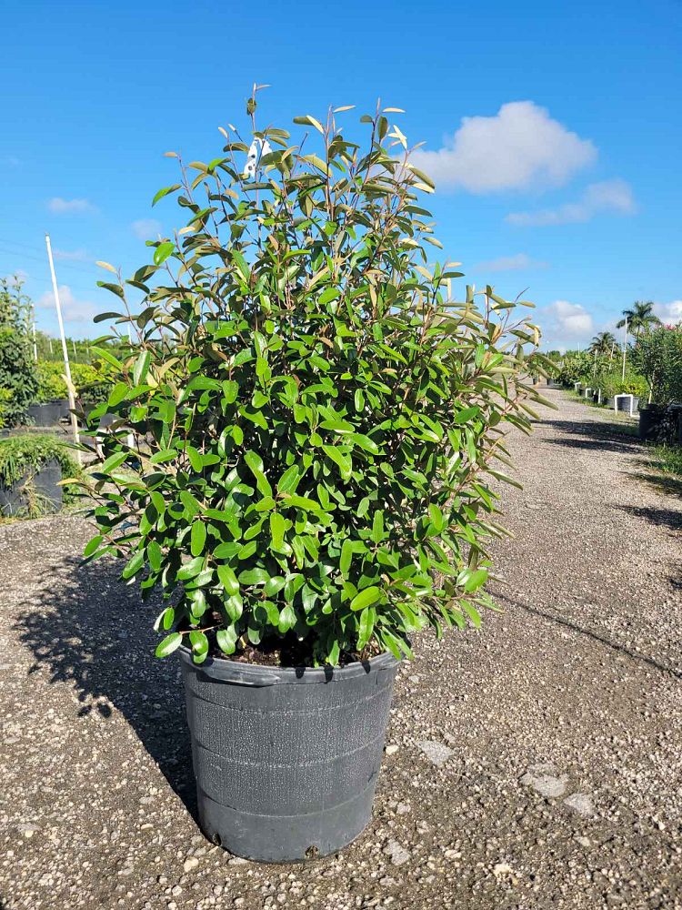 quadrella-jamaicensis-jamaican-caper-capparis-cynophallophora