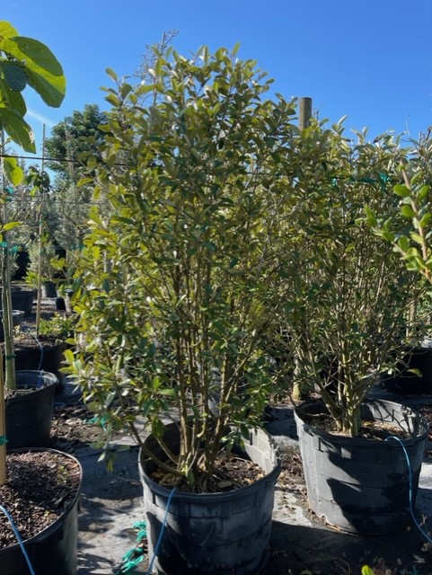 quadrella-jamaicensis-jamaican-caper-capparis-cynophallophora