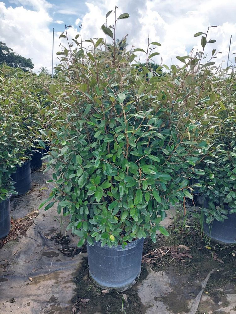 quadrella-jamaicensis-jamaican-caper-capparis-cynophallophora
