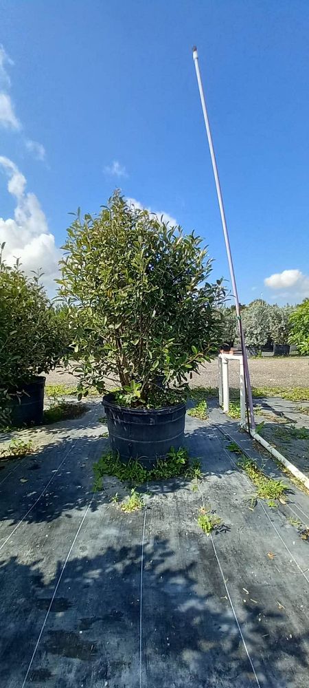 quadrella-jamaicensis-jamaican-caper-capparis-cynophallophora