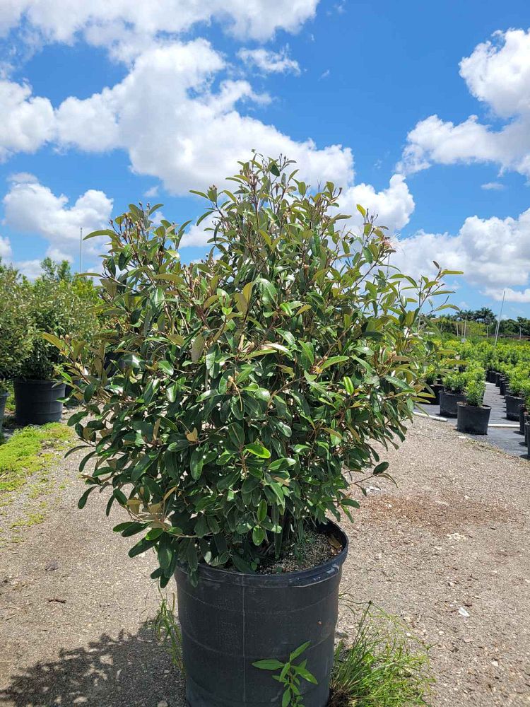 quadrella-jamaicensis-jamaican-caper-capparis-cynophallophora