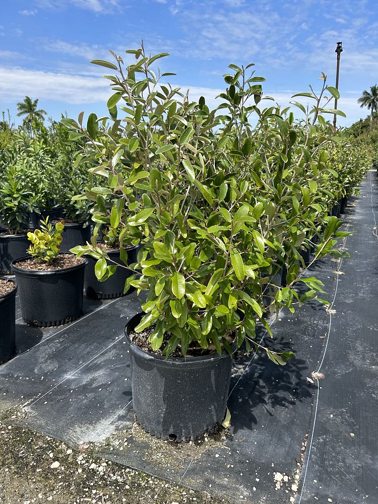 quadrella-jamaicensis-jamaican-caper-capparis-cynophallophora
