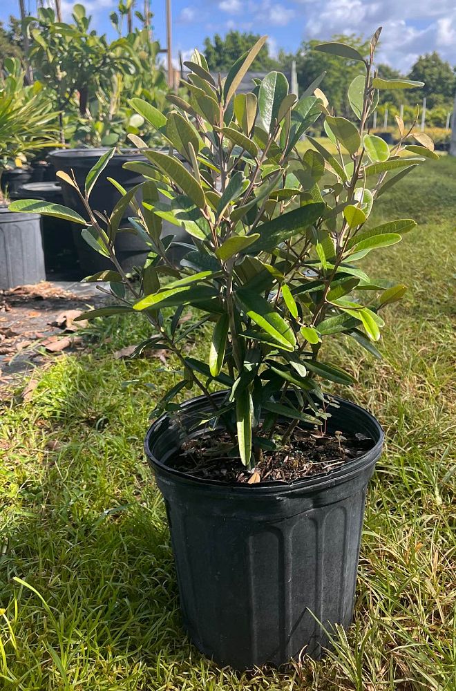 quadrella-jamaicensis-jamaican-caper-capparis-cynophallophora