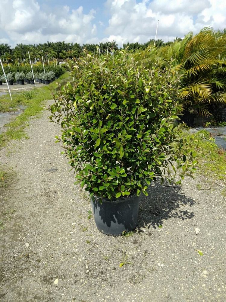 quadrella-jamaicensis-jamaican-caper-capparis-cynophallophora