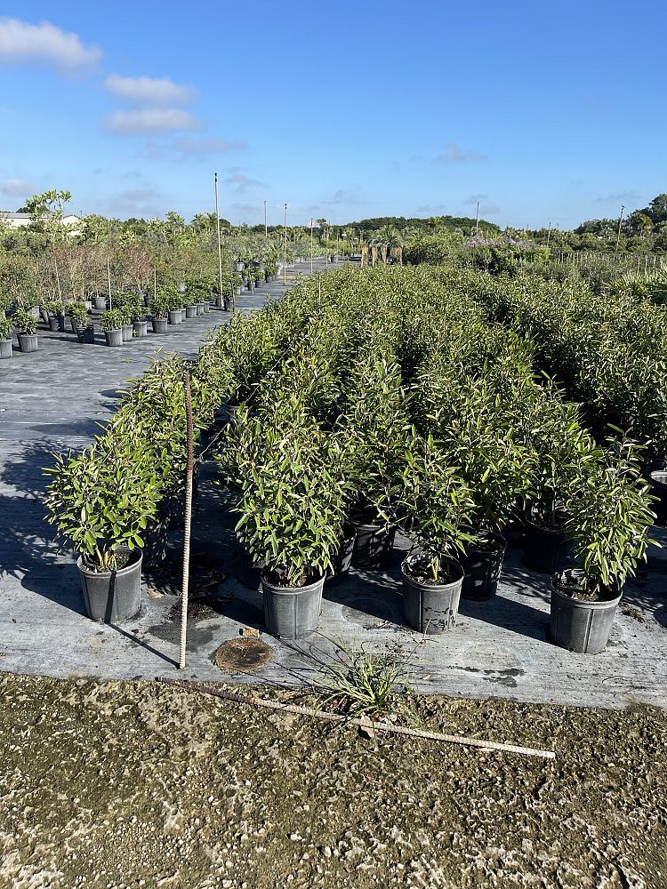 quadrella-jamaicensis-jamaican-caper-capparis-cynophallophora