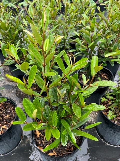 quadrella-jamaicensis-jamaican-caper-capparis-cynophallophora