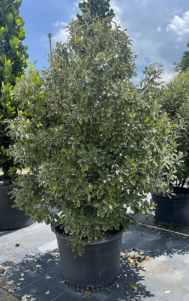quadrella-jamaicensis-jamaican-caper-capparis-cynophallophora