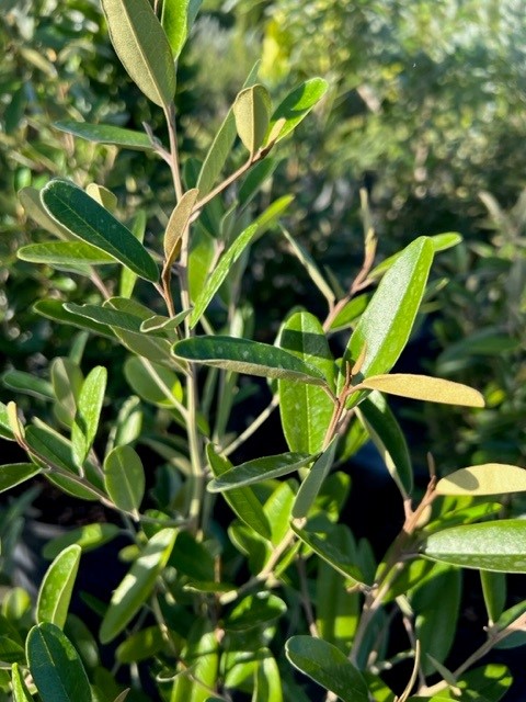 quadrella-jamaicensis-jamaican-caper-capparis-cynophallophora