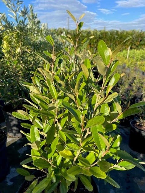 quadrella-jamaicensis-jamaican-caper-capparis-cynophallophora