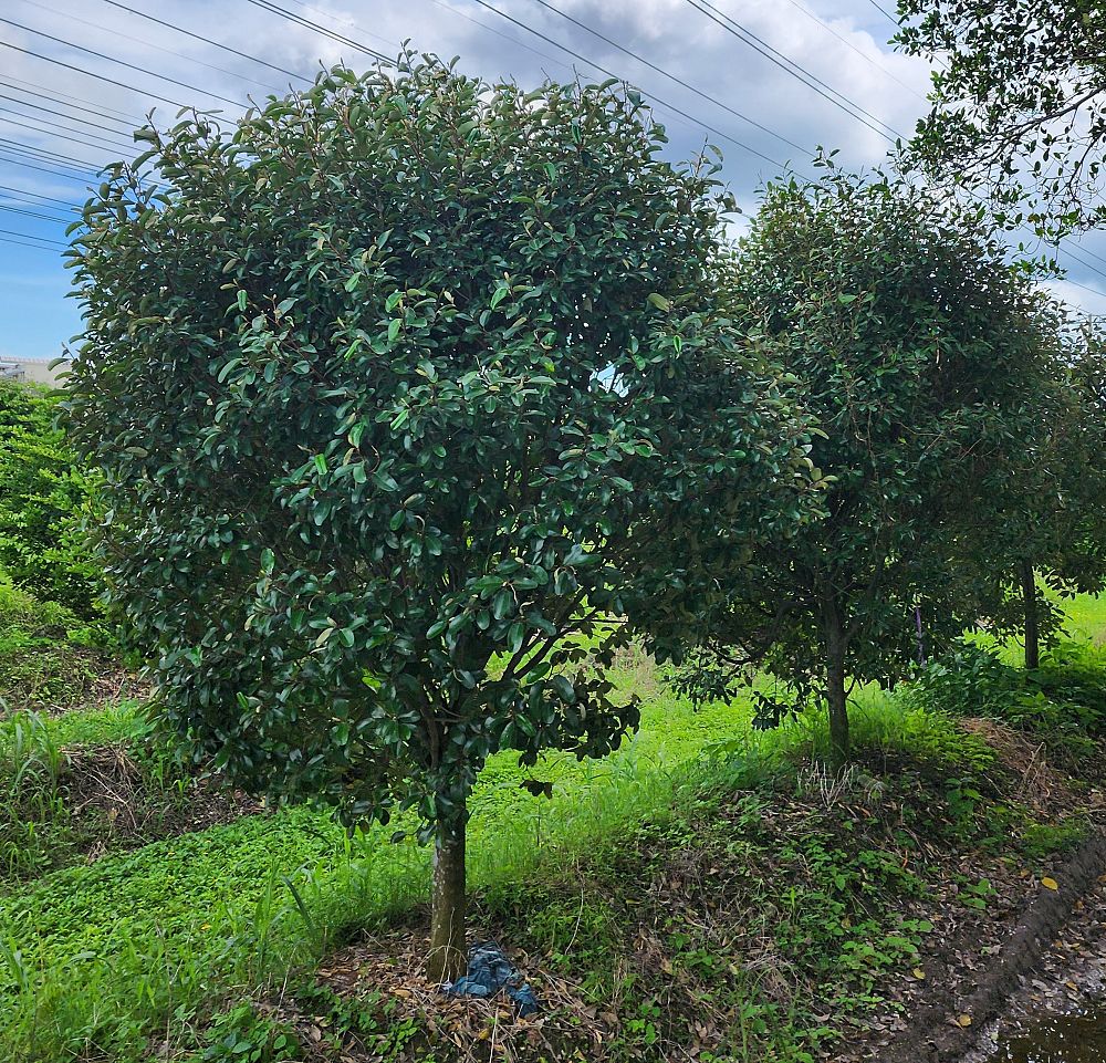 quadrella-jamaicensis-jamaican-caper-capparis-cynophallophora