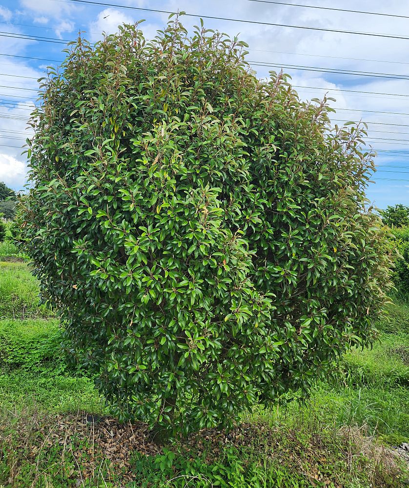 quadrella-jamaicensis-jamaican-caper-capparis-cynophallophora