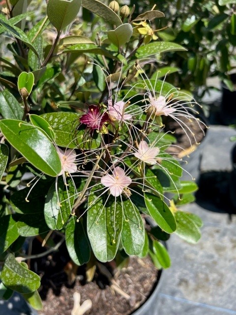quadrella-jamaicensis-jamaican-caper-capparis-cynophallophora