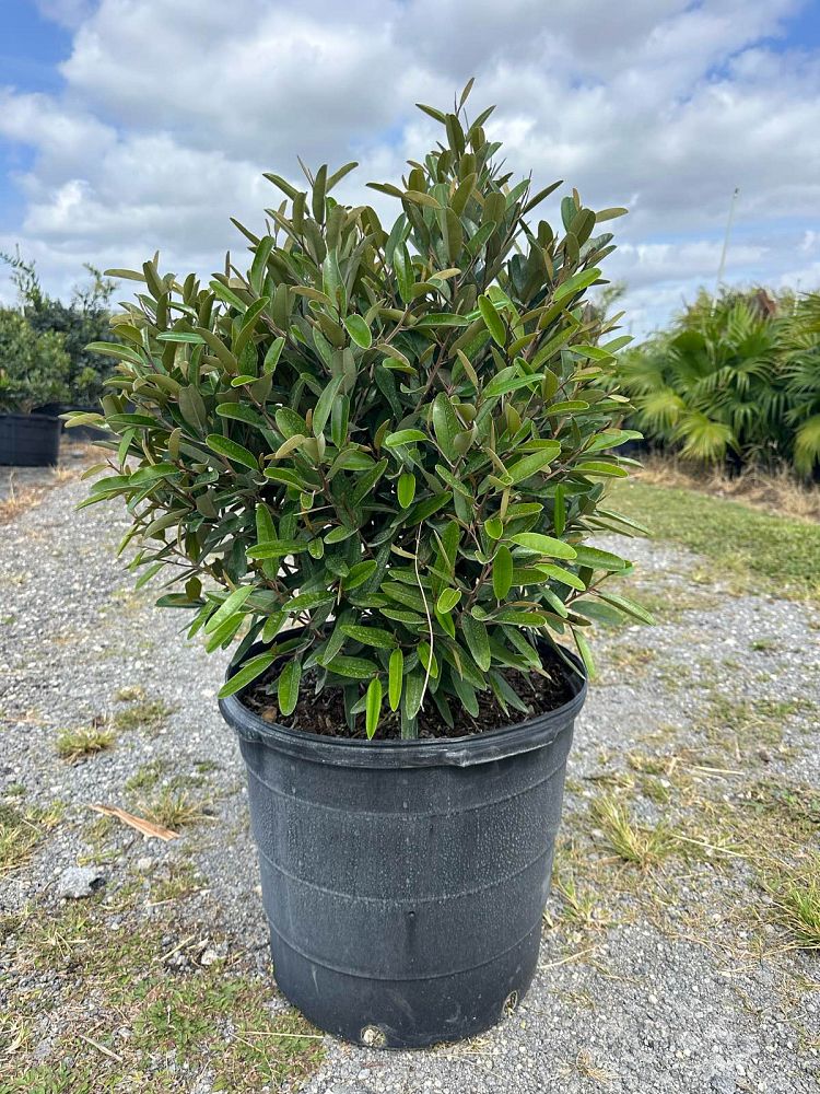 quadrella-jamaicensis-jamaican-caper-capparis-cynophallophora