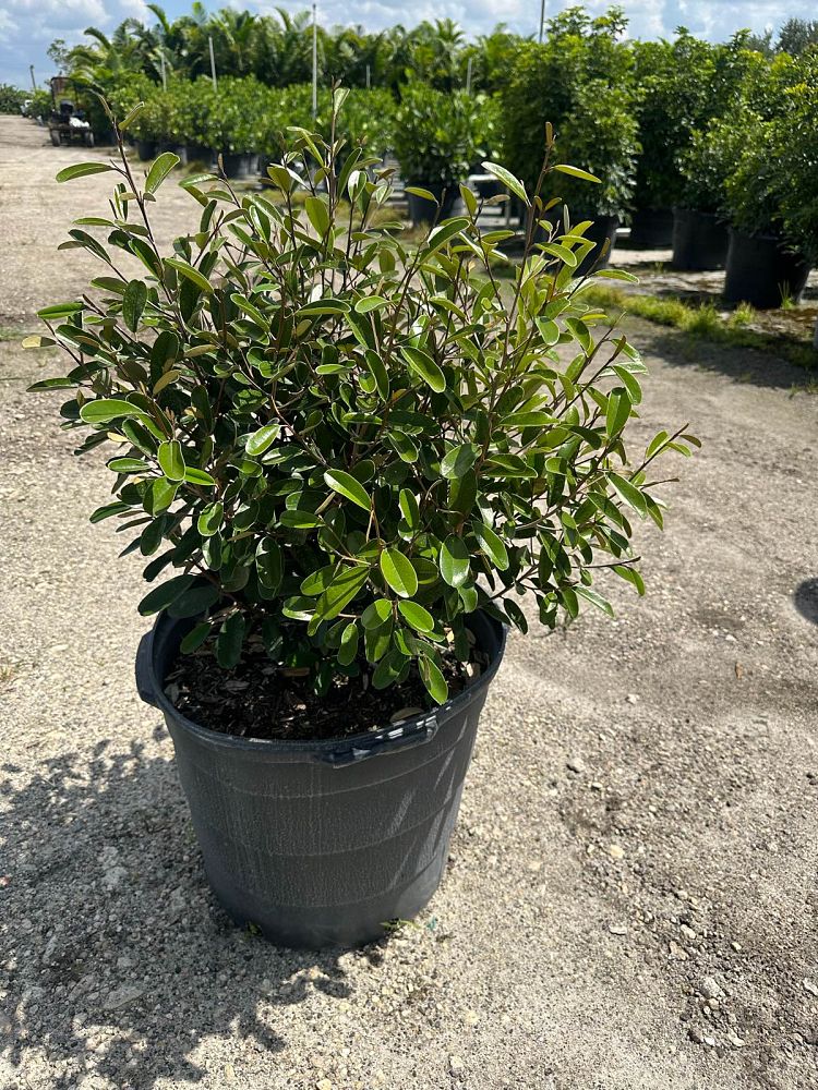 quadrella-jamaicensis-jamaican-caper-capparis-cynophallophora