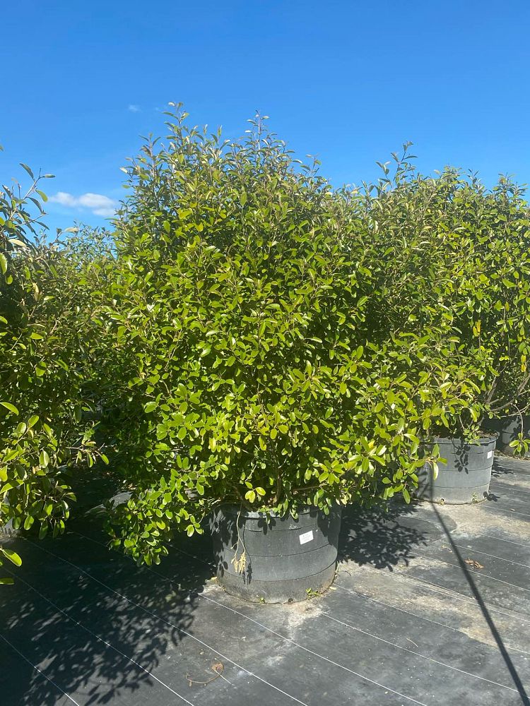 quadrella-jamaicensis-jamaican-caper-capparis-cynophallophora