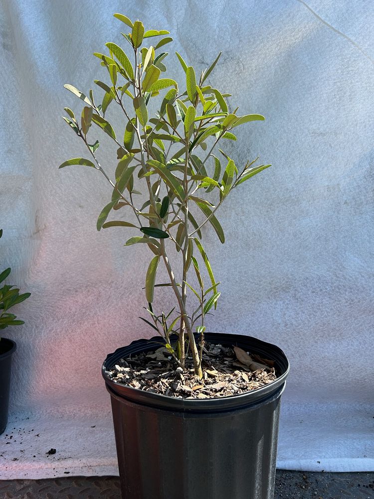 quadrella-jamaicensis-jamaican-caper-capparis-cynophallophora