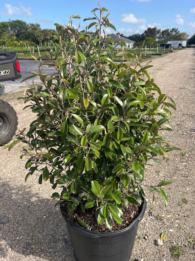 quadrella-jamaicensis-jamaican-caper-capparis-cynophallophora