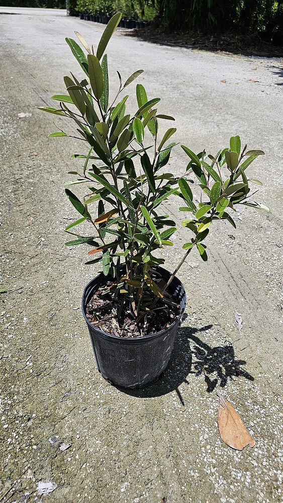 quadrella-jamaicensis-jamaican-caper-capparis-cynophallophora