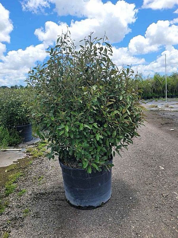 quadrella-jamaicensis-jamaican-caper-capparis-cynophallophora
