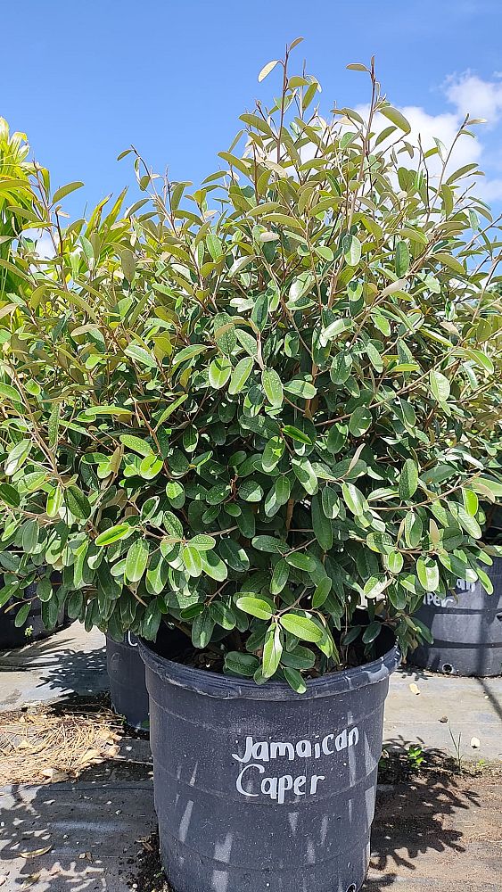 quadrella-jamaicensis-jamaican-caper-capparis-cynophallophora