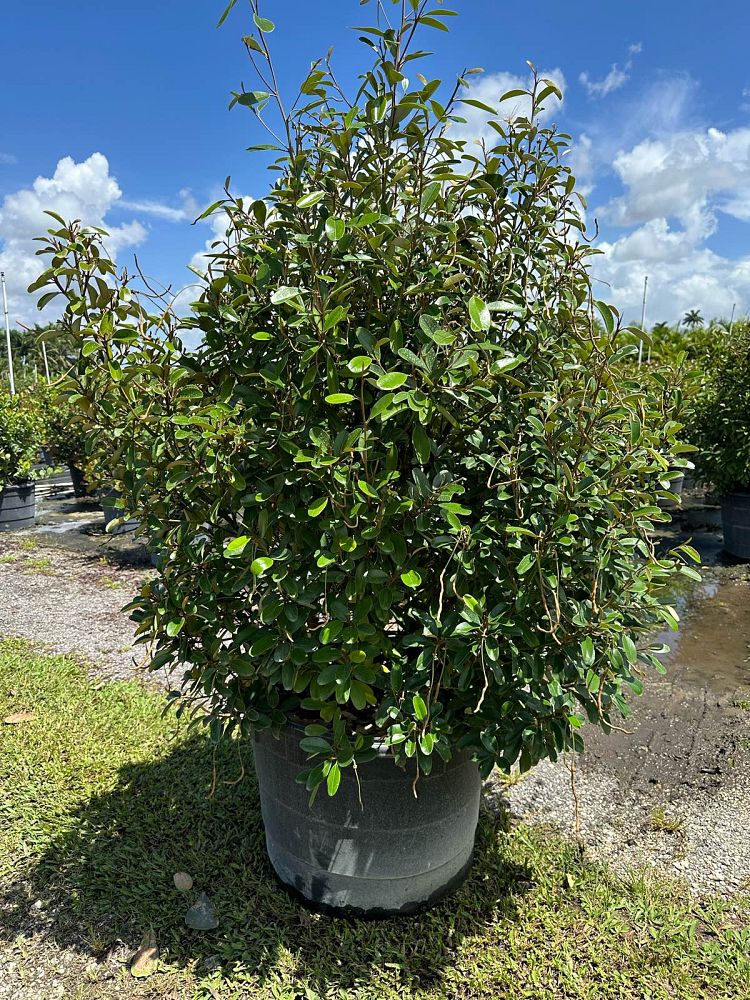 quadrella-jamaicensis-jamaican-caper-capparis-cynophallophora