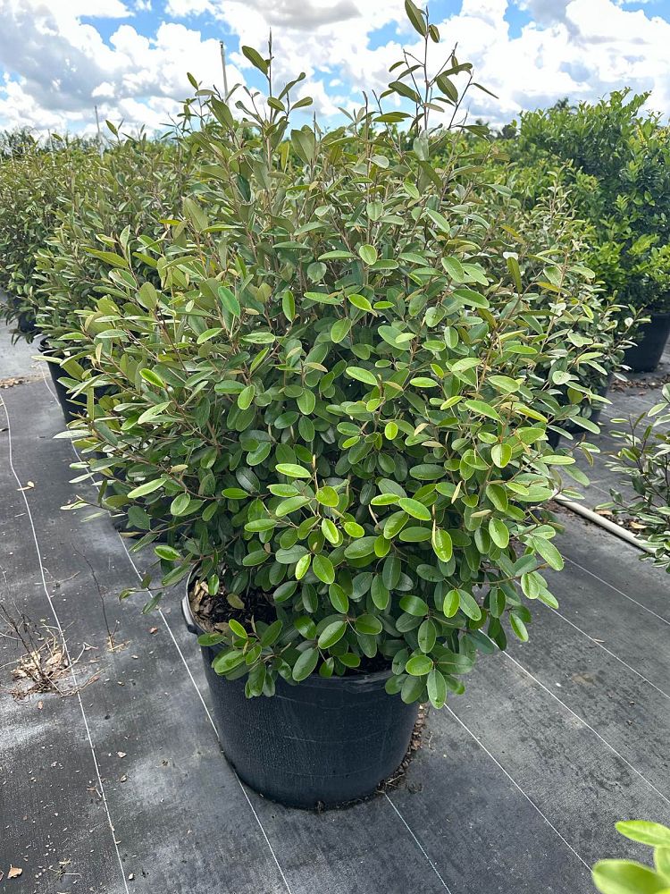 quadrella-jamaicensis-jamaican-caper-capparis-cynophallophora